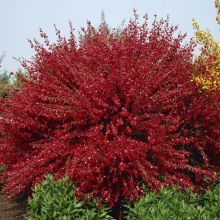 Cytisus `Boskoop Ruby`