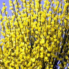 Cytisus `Golden Sunlight`