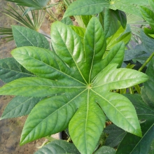 Fatsia japonica NAGY NÖVÉNY