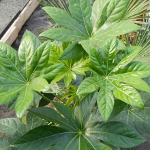 Fatsia japonica NAGY NÖVÉNY