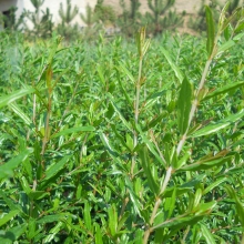 Punica granatum `Hicaz` (M)