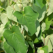 Cercis siliquastrum 10 DB!