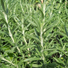 Rosmarinus officinalis 