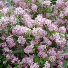 Deutzia x hybrida `Mont Rose`