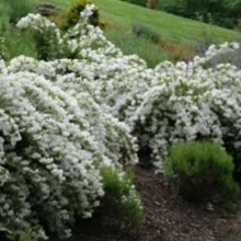Deutzia gracilis `Nikko`