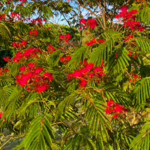 Albizia julibrissin `Evi`s Purple`
