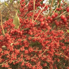 Elaeagnus umbellata `Amoroso`