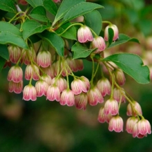 Enkianthus campanulatus `Pagoda`