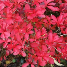 Enkianthus campanulatus `Pagoda`