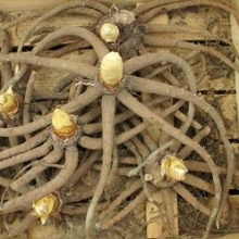 Eremurus `De Ruiter Hybrids` Színkeverék 5 DB gumó!