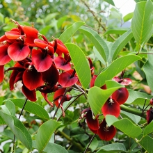 Erythrina crista-gallii