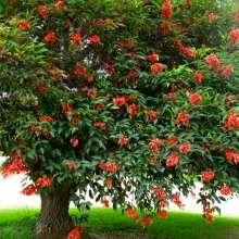 Erythrina crista-gallii