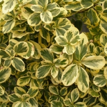 Euonymus fortunei `Canadale Gold`