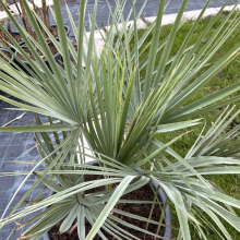 Brahea elegans, NAGY NÖVÉNY