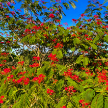 Albizia julibrissin `Evi`s Purple`