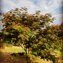 Albizia julibrissin `Evi`s Purple`