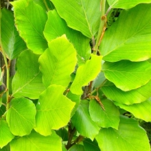 Fagus sylvatica `Dawyck Gold`