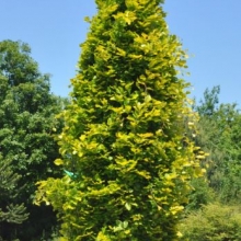 Fagus sylvatica `Dawyck Gold`