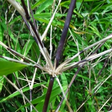 Fargesia albocerea `Black`, Borinda albocerea `Black`