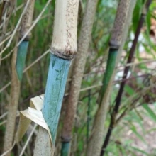 Fargesia albocerea `Black`, Borinda albocerea `Black`