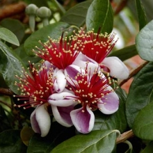 Acca sellowiana, Feijoa sellowiana `Mamoth`, K2