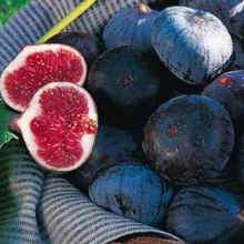 Ficus carica `Sultane`