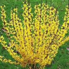 Forsythia `Mélée d`Or`