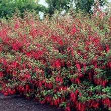 Fuchsia magellanica `Riccartonii`