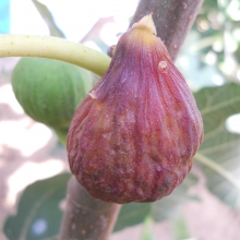 Ficus carica `Bornholm`s Diamant`