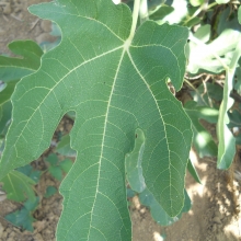 Ficus carica `Bornholm`s Diamant`