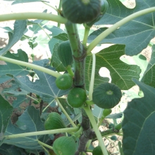 Ficus carica `Bornholm`s Diamant`