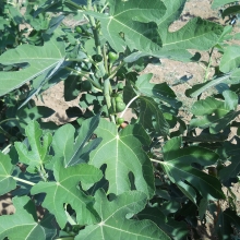 Ficus carica `Bornholm`s Diamant`