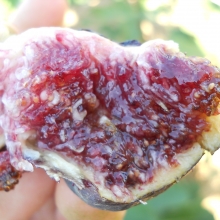 Ficus carica `Brogiotto Nero`