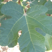 Ficus carica `Brogiotto Nero`