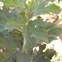Ficus carica `Brogiotto Nero`