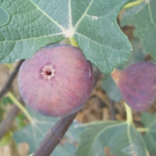 Ficus carica `Györöki lapos`
