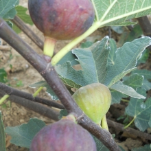 Ficus carica `Györöki lapos`