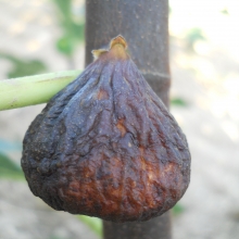 Ficus carica `Györöki lapos`
