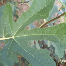 Ficus carica `Györöki lapos`