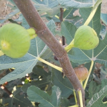 Ficus carica `Györöki lapos`