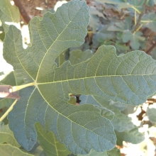 Ficus carica `Jégfüge`