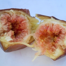 Ficus carica `Jégfüge`