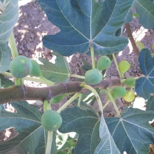 Ficus carica `Arany Mézfüge`