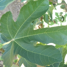Ficus carica `Arany Mézfüge`