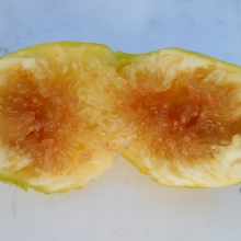 Ficus carica `Arany Mézfüge`