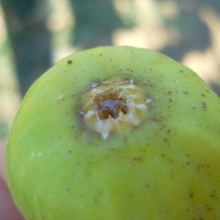 Ficus carica `Arany Mézfüge`