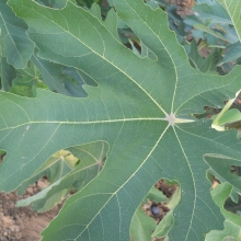 Ficus carica `Hosszú lila`