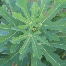 Ficus carica `Hosszú lila`