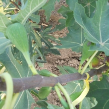 Ficus carica `Hosszú lila`