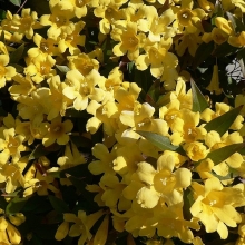 Gelsemium sempervirens